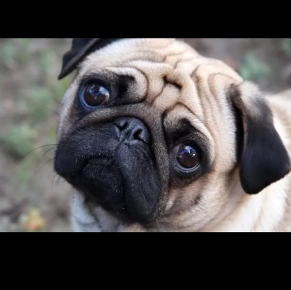 2/$20 PUG 🐕 DOG LOVER NECKLACE ❤️ UNISEX - Picture 3 of 4